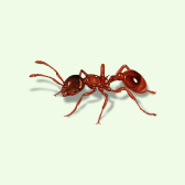 Illustration of Ant