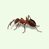 Illustration of Ant