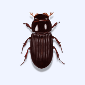 Illustration of Beetle