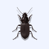 Illustration of Beetle