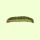 Illustration of Caterpillar