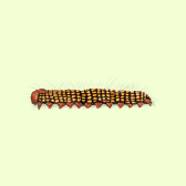 Illustration of Caterpillar