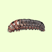 Illustration of Caterpillar