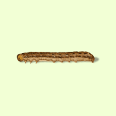 Illustration of Caterpillar