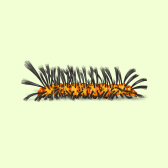 Illustration of Caterpillar