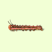 Illustration of Caterpillar