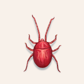 Illustration of Mite