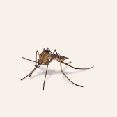 Illustration of Mosquito