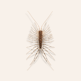 Illustration of Centipede