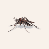 Illustration of Mosquito