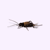 Illustration of Cricket