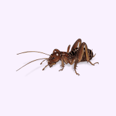 Illustration of Cricket