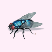 Illustration of Fly