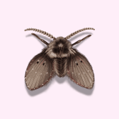 Illustration of Fly