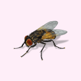 Illustration of Fly