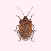 Illustration of Stink Bug