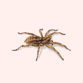 Illustration of Spider