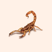 Illustration of Scorpion