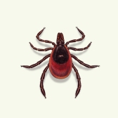 Illustration of Tick