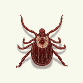 Illustration of Tick