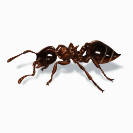 Illustration of a Acrobat Ant.