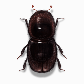 Illustration of a Ambrosia Beetle.