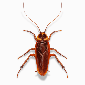 Illustration of a American Cockroach.