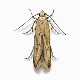 Illustration of a Angoumois Grain Moth.