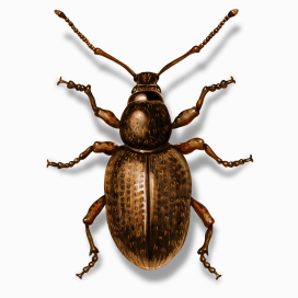 Illustration of a Annual Bluegrass Weevil.