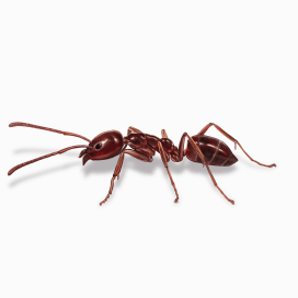 Illustration of a Argentine Ant.