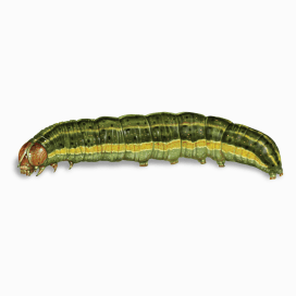 Illustration of a Armyworm.