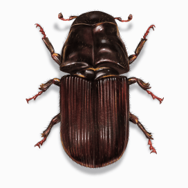 Illustration of a Bark Beetle.