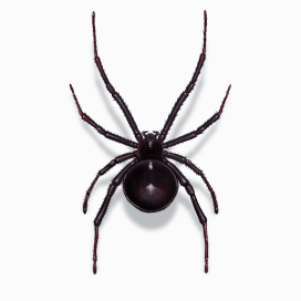 Illustration of a Black Widow Spider.