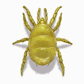 Illustration of a Broad Mite.