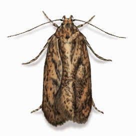 Illustration of a Brown House Moth.