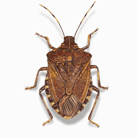 Illustration of a Brown Marmorated Stink Bug.