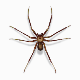 Illustration of a Brown Recluse Spider.