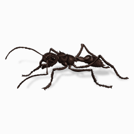 Illustration of a Bullet Ant.