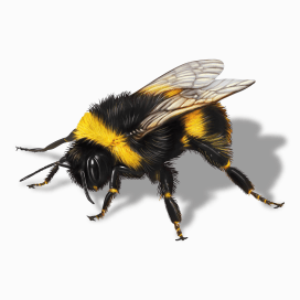 Illustration of a Bumblebee.