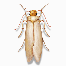 Illustration of a Clothes Moth.