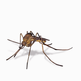 Illustration of a Common House Mosquito.