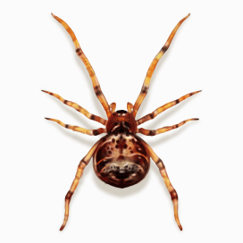 Illustration of a Common House Spider.