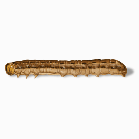 Illustration of a Cutworm.