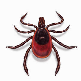 Illustration of a Deer Tick.