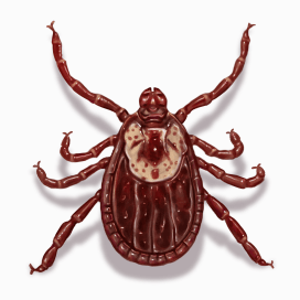 Illustration of a Dog Tick.