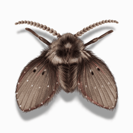 Illustration of a Drain Fly.