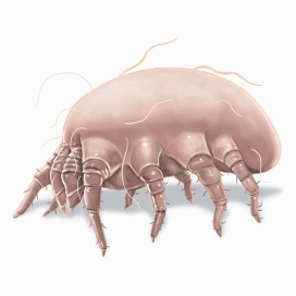 Illustration of a Dust Mite.