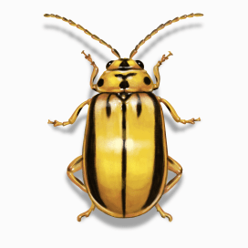 Illustration of a Elm Leaf Beetle.