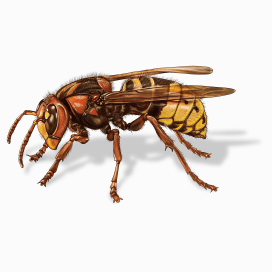 Illustration of a European Hornet.