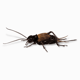 Illustration of a Fall Field Cricket.